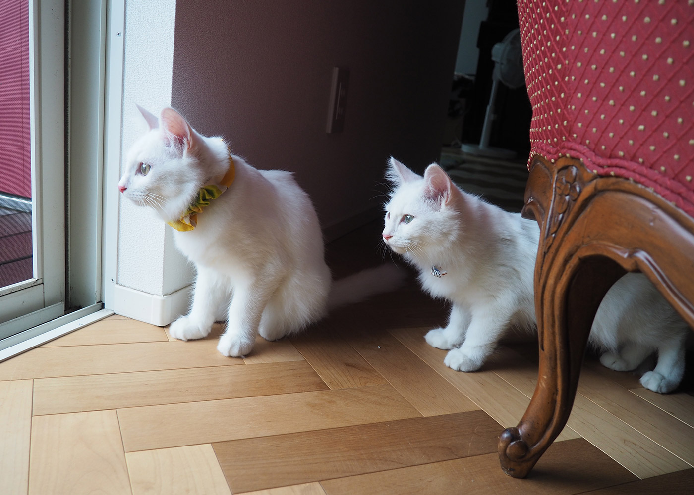 猫と人間の年齢換算表 | 茨城県鹿嶋市・神栖市・潮来市 訪問型